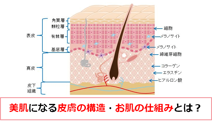 皮膚の構造 お肌の仕組みを知らない が美肌の遠回りになってるかも アンチエイジング ラブ